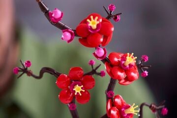 LEGO® Plum Blossom