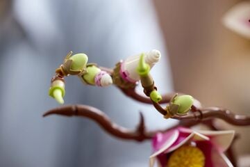 LEGO® Magnolia Branches