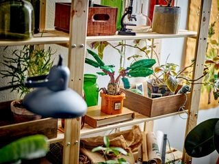 مجموعة بناء نبتة ماندراكورا من LEGO®